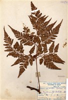 藏品(闊葉骨碎補)的圖片